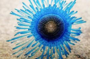 Silver Coins Jellyfish Discovered at Rainbow Beach, Australia: A Beautiful and Dreamlike Blue