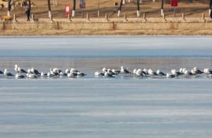 Lizhong District: Puhuo River Warms Up, Migratory Birds Celebrate Spring