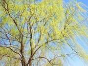 Report Spring, Welcome Spring! Newly Planted Willows Stretch Three Thousand Miles, Drawing Forth the Spring Winds to Cross Jade Passes