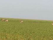 Near Yueshang Lake Iron Plate Bridge, National Level Protected Animal - Elk Spotted