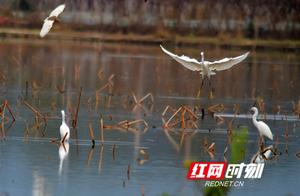 Jiang Yong: Ecological Harmony and White Herons in the Rice Paddies