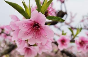 Which city, Chengdu or Chongqing, do you think is more worth visiting and going to?