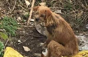 Watching the Stray Dog Finish Eating the Buns, the Girl Also Planned to Leave, but the Dog Kept Calling Her and the Girl Cried