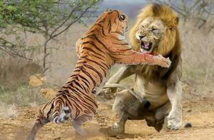 Lion or Tiger: Who is the True King of Beasts? During the Han Dynasty, they often fought, but the tiger was scared and flattened.