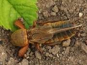 Animals Have Their Own ‘Dialects’: Beijing Ground Crickets Sing Love Songs to Attract Mates, Henan Mole Crickets’ Girls Don’t Understand