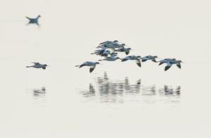 Qingdao, Shandong: Sand Plover Flock Return with Coastal Mudflat Chase and Play