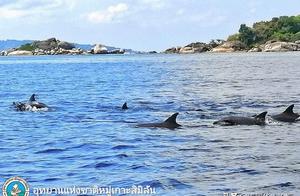 Dolphins Encountered in Similan Islands Marine Area, Thailand