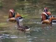 Wildlife AnimalsNumber of Migratory Birds Passing Through Hunan South Mountain National Park Sets Historic High