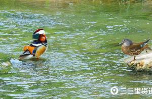 The ‘It’ Knows Before the Spring River Warms Up! Several Mandarin Ducks Playing in Water Become a Scenic Spot in Shanglu