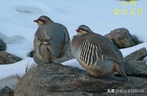 The Bird's Journey of Questions Meets the Stone Chicken