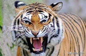 Why Tigers Are Killed After Attacking Humans: An Explanation by Experts