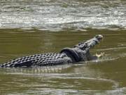 Crocodile Suffers Breathing Difficulties After Tire Entangles Neck; Indonesian Government Offers Reward for Removal