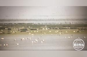 Spectacular! Over 2,000 White Cranes Migrate North from Poyang Lake