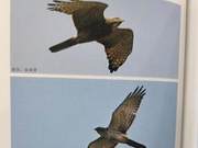 Grey Falcon of the Yellow River Delta