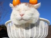 The Passing of Iconic Internet Cat Uncle: Thank You for Bringing Comfort!