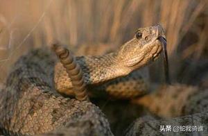 Daily Introduction to Venomous Snakes: The Famous Prairie Rattlesnake
