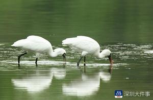 Birds Are Coming! Over 100,000 Migratory Birds Arrive in Shenzhen