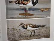 Yellow River Delta Birds – Turnstone