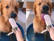 Golden Retriever Takes a Bubble Bath and Eats an Ice Cream, Enjoying a Super Relaxing Time