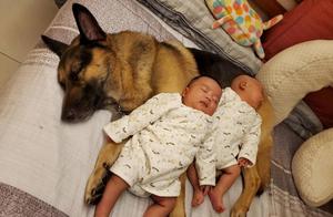 Responsible 'Dog Nanny', Dragon Twins Sleeping on Karelian Bear Dog, Mom Says: "Natural Warmth"