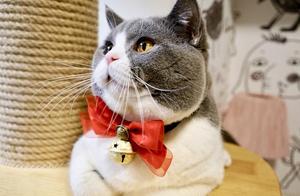 How to Choose Cat Food