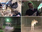Sudan Animal Park Lions Overwhelmed with Expenses, Global Animal Welfare Advocates Raise Funds to Rescue