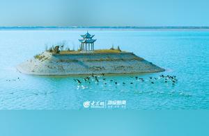 Huanghe Grotto National Forest Park Welcomes Over 200 Hooded Grebe and Teal Ducks