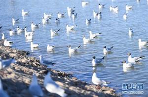 Hoh Lake Welcomes Large Flock of Red-Crowned Cranes