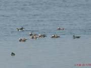 Over 100 Rare Mandarin Ducks Appear in Luoyang