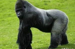 Gorillas with an Extreme Cleanliness Obsession: They Even Trained Themselves to Walk Upright