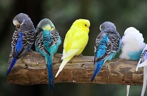 Spring Temperature Warming, Feeding Parrots Need to Pay Attention to These Five Points, Easily Master Spring Feeding Small Skills