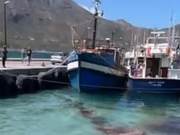 Whales Going Wild to Escape, The Water Behind Them Turned Red