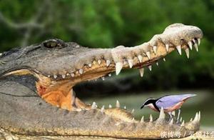 The Biggest Little Bird, Bold Enough to Steal Food from a Crocodile's Mouth!