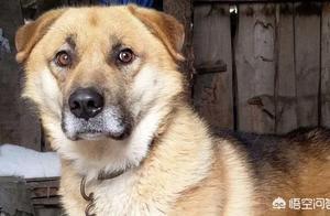 Feeding Dogs in Rural Areas vs. Cities: Why the Difference?