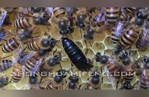 Will Western Bees Steal Honey from My Chinese Bees?