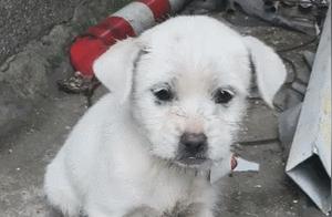 The little dog shivered uncontrollably, its teeth clattering as it pressed its teeth against its lower jaw, eagerly wanting to adopt it upon seeing it.