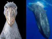 The Shoebill Stork: How a Bird's 'Clumsy Cuteness' Became a Global Phenomenon