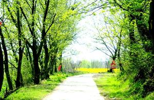 Phoenix Mountain Town, Xiacheng County, Hubei: Peach Blossoms in Bloom
