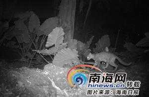 Hainan Leopard Cat – A Unique Subspecies: The ‘Small Body’ Cat That’s a ‘Big Winner’