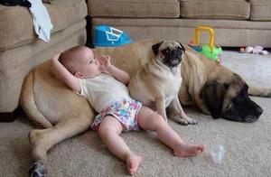 These Dog Behaviors Indicate You're Treated as a 'Child',