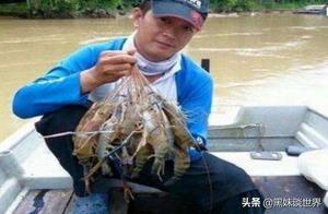 Mekong River Giant Shrimp: Why Chinese Tourists Don't Buy In? - Netizens Say 'Afraid of Being Deceived'