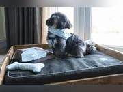 Heartwarming! UK Hotel Invites Stray Dogs for a Day Each Month