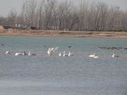The White Swans Have Returned! Over 200 White Swans Descend upon Minquan Yellow River Gobi Scenic Area Wetland Park