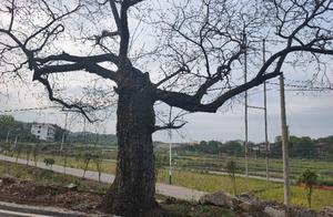 Ancient Trees: Though Fallen and Wilted, They Still Stand Firm