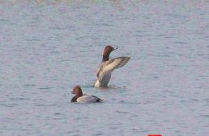 Red-Crested Pochard Makes Its First Appearance in Jiangbei, Attracting Birdwatchers from Other Places