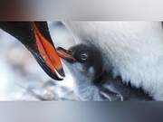 Going to Antarctica with a Photographer to See Penguins