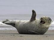 Grey Seals: If You See a 'Grey Panther,' Clap Your Hands!