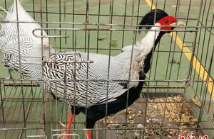 A Villager in Yunnan Finds Bird Eggs and They Hatch into a National Level Two Protected Animal, the White Stork