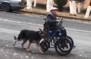 Seeing a Dog Help an Elderly Person Push a Wheelchair, She Was Refused Help! Owner: Only Accepts Its Assistance