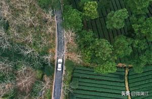 Live TodayChengjia Tea Village Takes You ‘Cloud’ Tour of the Most Beautiful Tea Farm